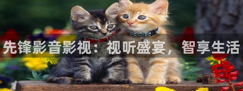 泡泡酒店：先锋影音影视：视听盛宴，智享生活